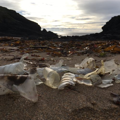 plastic bottle fragments in the ocean