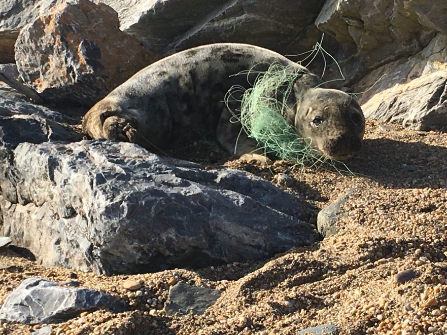 seal tangled in plastic fishing line