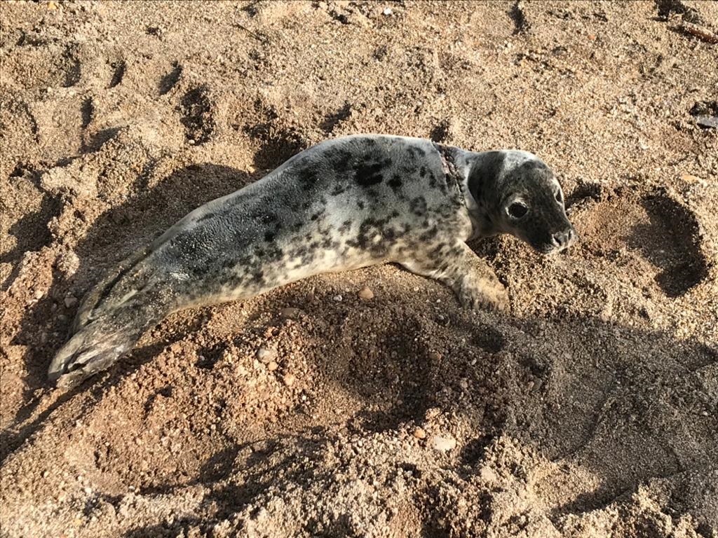 seal pup rescued from plastic pollution