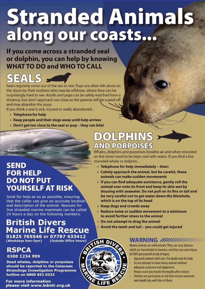 British Divers Marine Life Rescue - what to do if you find a stranded animal along UK coast