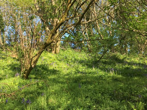 more nature bowcombe woods