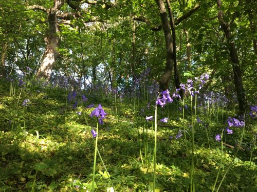 more nature bowcombe bluebells