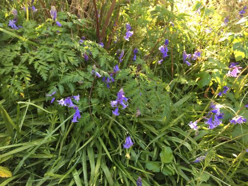 more nature bluebells