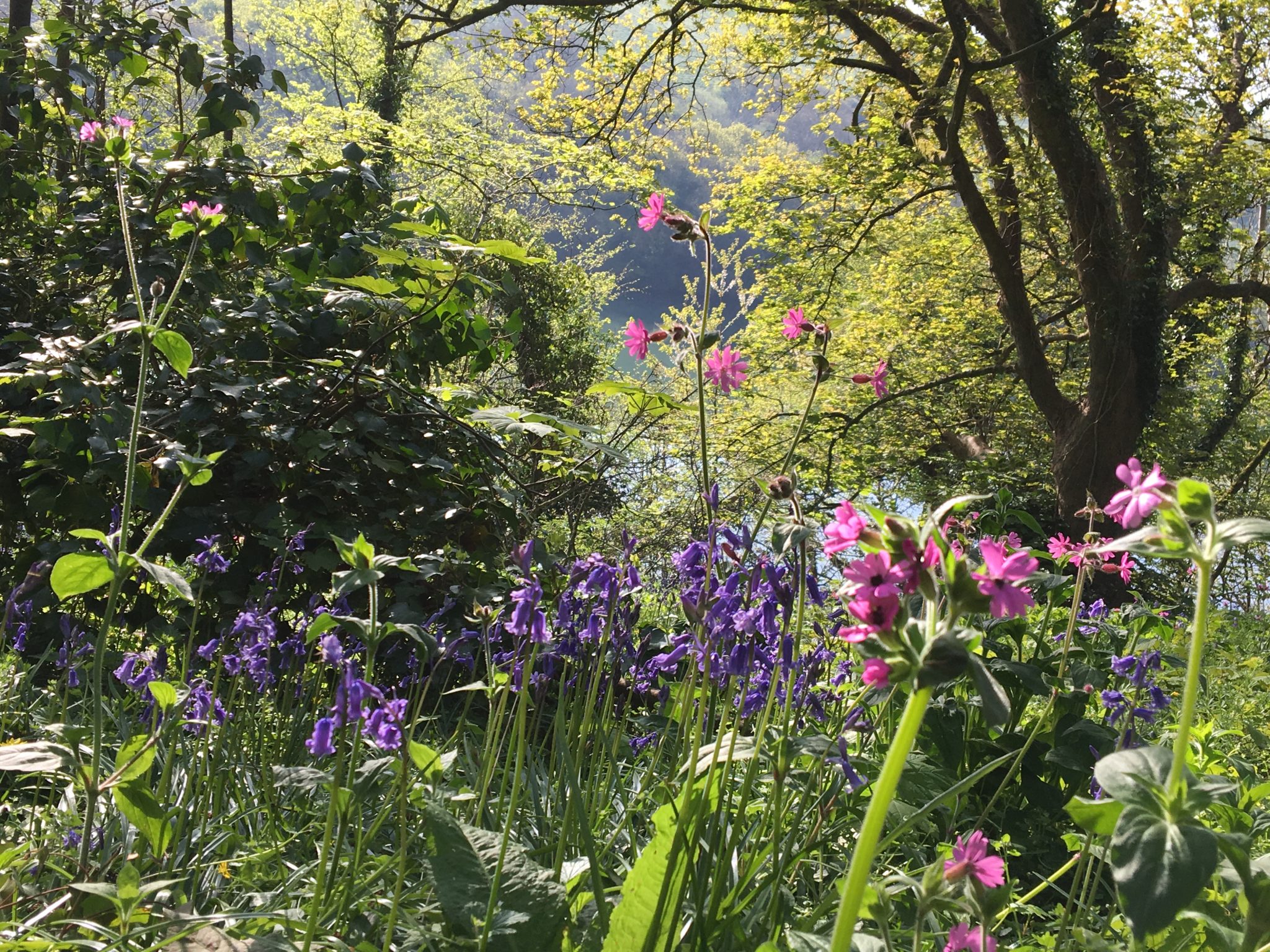 more nature may flowers