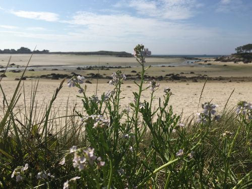 more nature Brittany beach