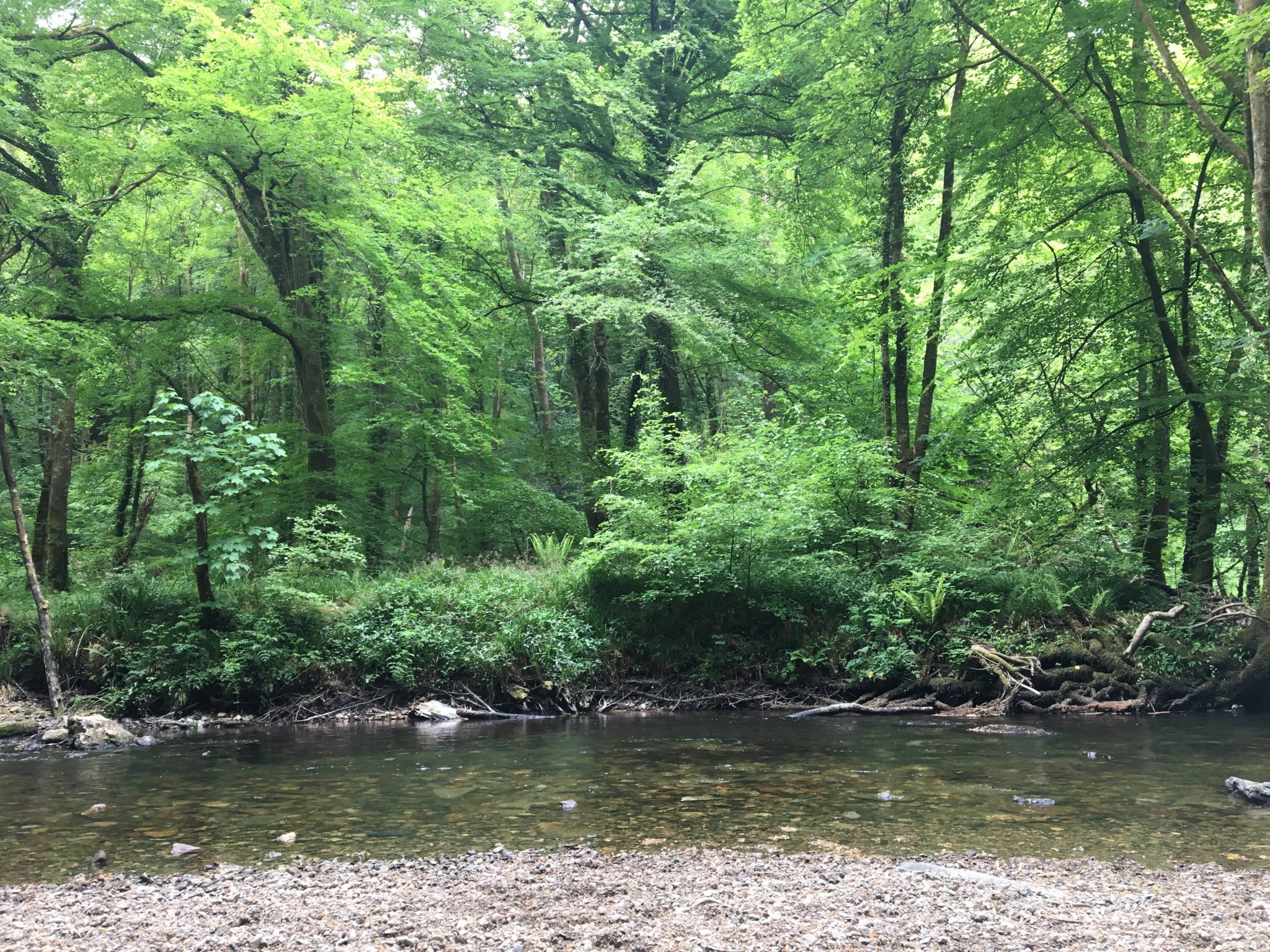 more nature loddiswell trees