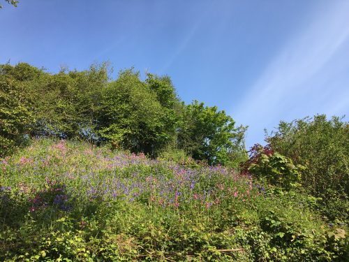 more nature meadow