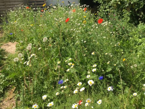 more nature garden meadow