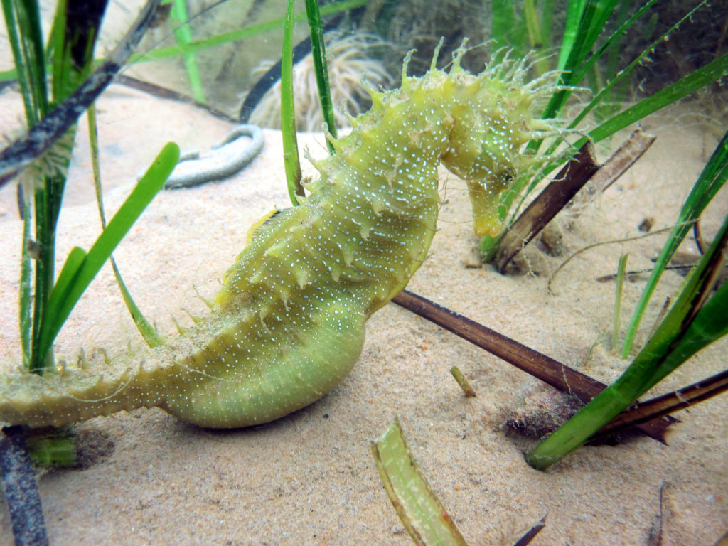 seahorse in natural ocean environment