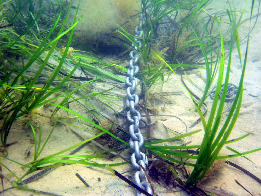 Traditional boat anchors damage seagrass and seahorse habitat