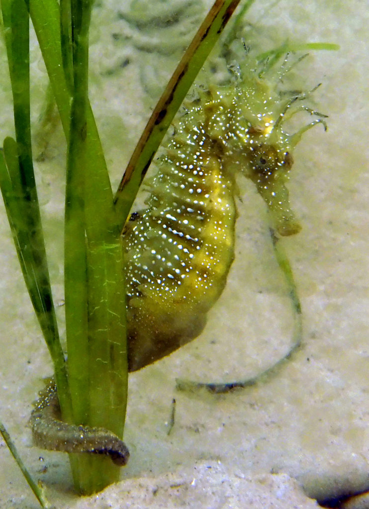 Seahorse in seagrass habitat